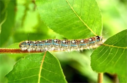 forest tent caterpillar