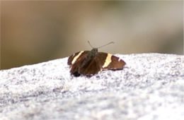 Autochton cellus - Golden-banded Skipper