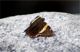 Autochton cellus - Golden-banded Skipper