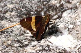 Autochton cellus - Golden-banded Skipper