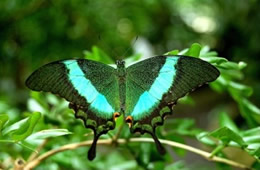 Green Swallowtail Butterfly