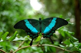 Green Swallowtail Butterfly