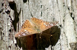 Asterocampa celtis - Hackberry Emperor Butterfly