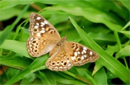 Asterocampa celtis - Hackberry Emperor Butterfly