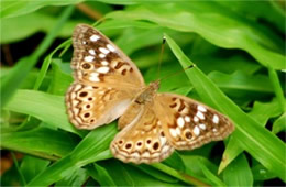 Asterocampa celtis - Hackberry Emperor Butterfly