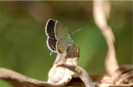 Hypaurotis - Hairstreak