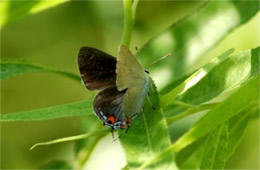 Hypaurotis - Hairstreak