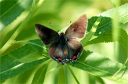 Hypaurotis - Hairstreak