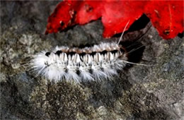 Hickory Tussock Moth Caterpillar