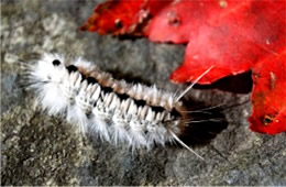 Hickory Tussock Moth Caterpillar