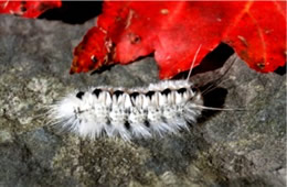 Hickory Tussock Moth Caterpillar