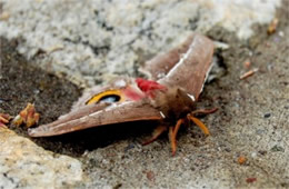 Automeris io - Io Moth