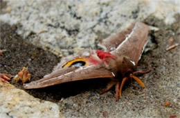 Automeris io - Io Moth