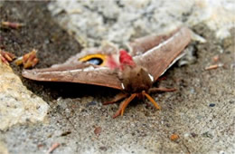 Automeris io - Io Moth