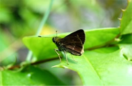 lacewing skipper butterfly