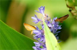 Ancyloxypha numitor - Least Skipper