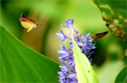 Ancyloxypha numitor - Least Skippers