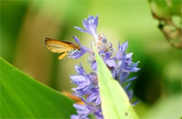 Ancyloxypha numitor - Least Skipper