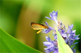 Ancyloxypha numitor - Least Skipper