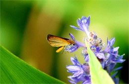 Ancyloxypha numitor - Least Skipper