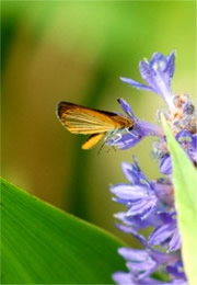 Ancyloxypha numitor - Least Skipper