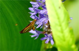 Ancyloxypha numitor - Least Skipper