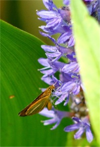 Ancyloxypha numitor - Least Skipper