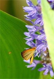 Ancyloxypha numitor - Least Skipper