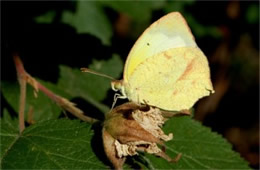 Eurema mexicana - Mexican Yellow Sulphur