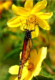 Danaus plexippus - Monarch Butterfly