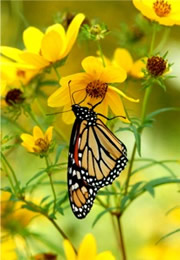 Danaus plexippus - Monarch Butterfly