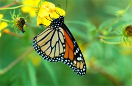 Danaus plexippus - Monarch Butterfly