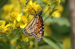 Danaus plexippus - Monarch Butterfly