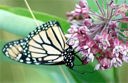 Danaus plexippus - Monarch Butterfly