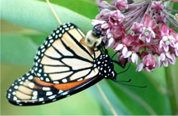 Danaus plexippus - Monarch Butterfly