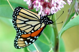 Danaus plexippus - Monarch Butterfly