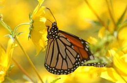Danaus plexippus - Monarch Butterfly