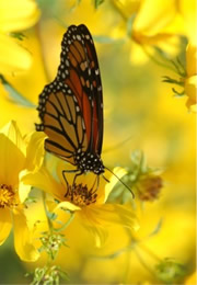 Danaus plexippus - Monarch Butterfly