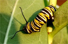 Danaus plexippus - Monarch Caterpillar