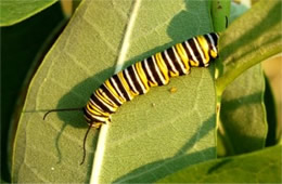 Danaus plexippus - Monarch Caterpillar