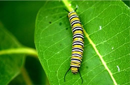 Danaus plexippus - Monarch Caterpillar