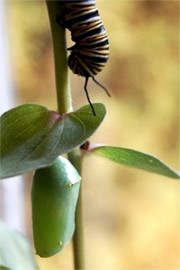 Danaus plexippus - Monarch Pupa and Caterpillar