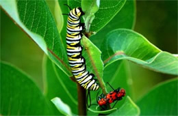 Danaus plexippus - Monarch Caterpillar