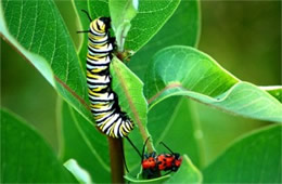 Danaus plexippus - Monarch Caterpillar