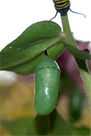 Danaus plexippus - Monarch Pupa