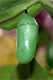 Danaus plexippus - Monarch Pupa