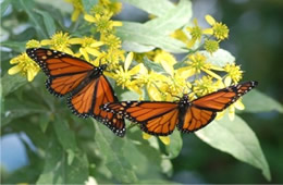 Danaus plexippus - Monarch Butterfly