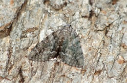 Acronicta - Dagger Moth