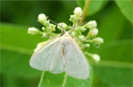 Lithacodia albidula - Pale Lithacodia (Moth)