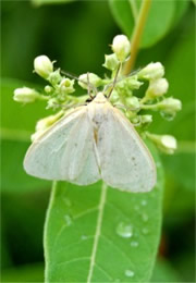 Lithacodia albidula - Pale Lithacodia (Moth)